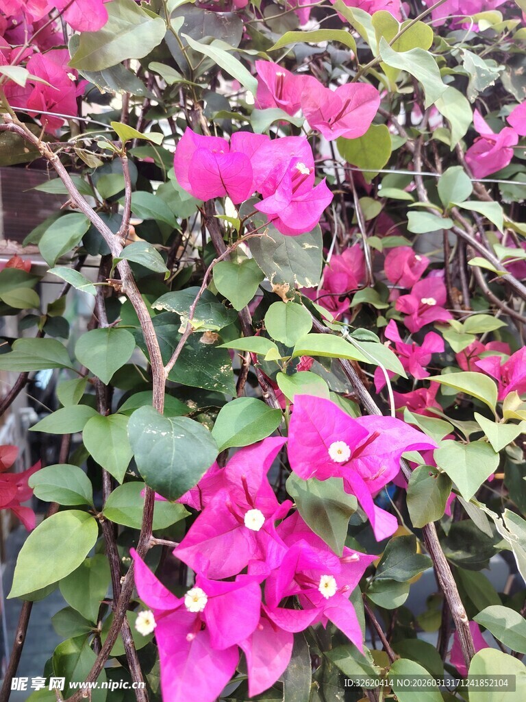 娇艳三角梅绽放