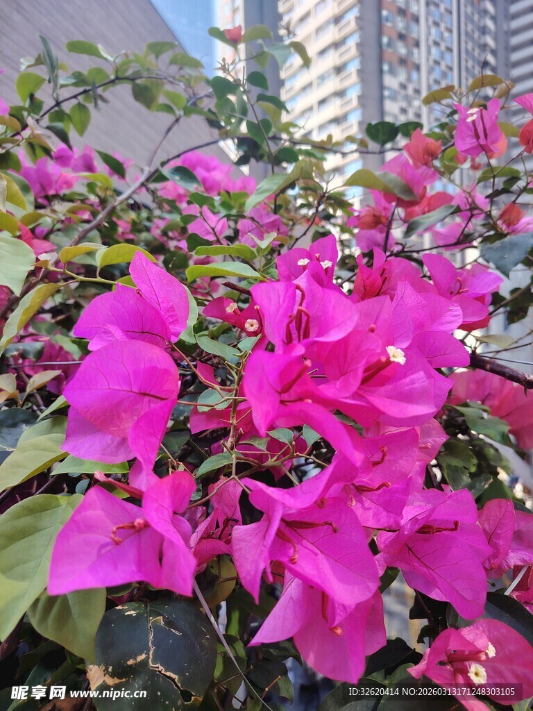 艳丽三角梅绽放于城市中