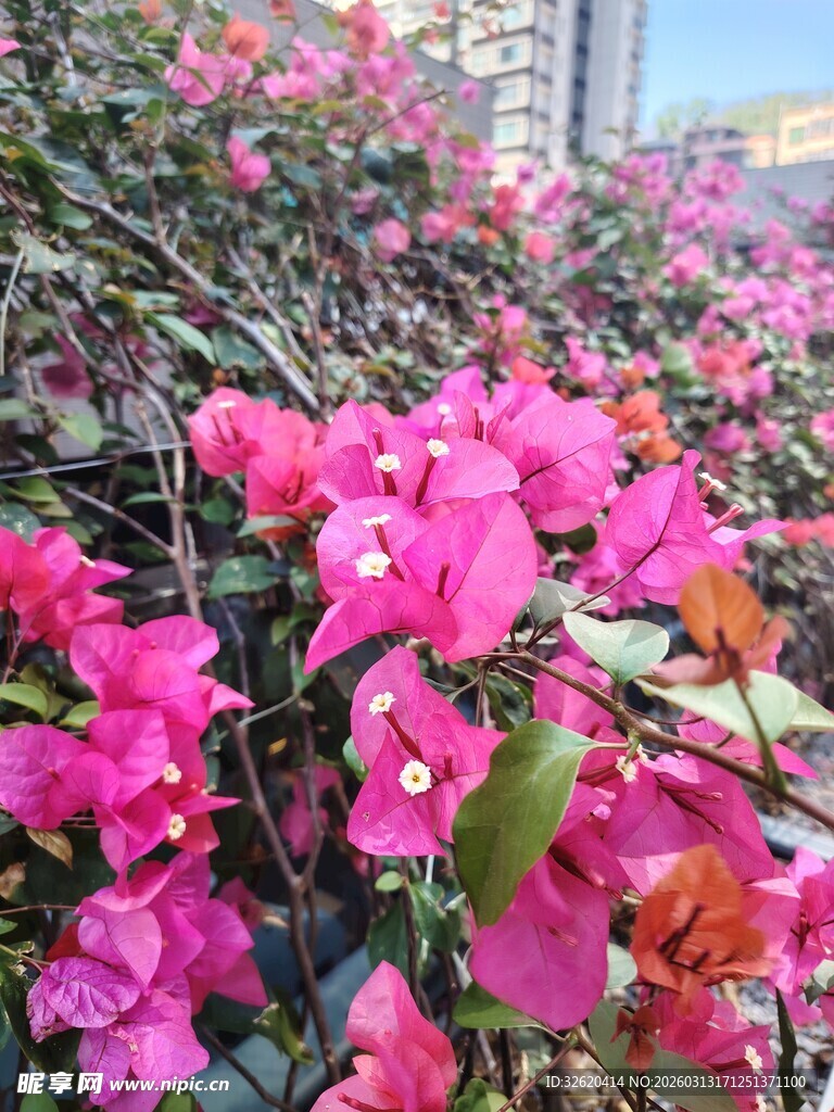 娇艳三角梅绽放