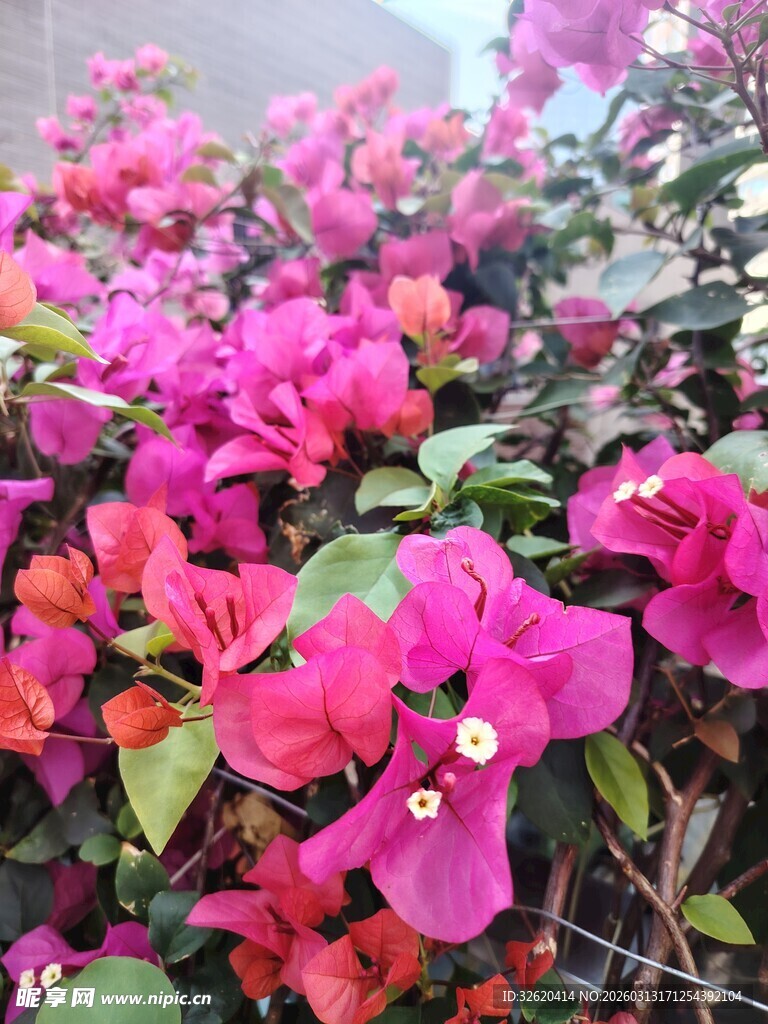 艳丽三角梅绽放