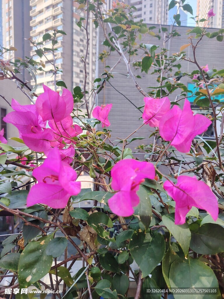 娇艳三角梅绽放城市一角