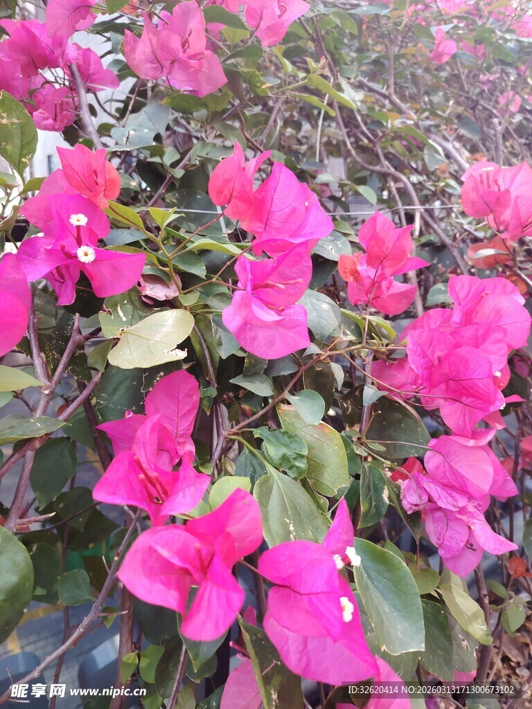 艳丽三角梅绽放