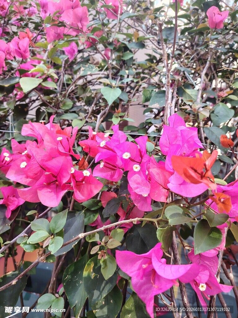 娇艳三角梅绽放