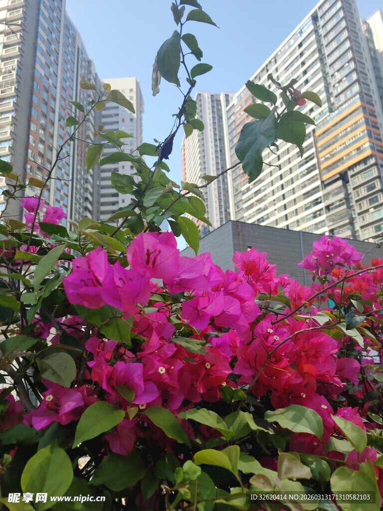 城市中绽放的艳丽三角梅