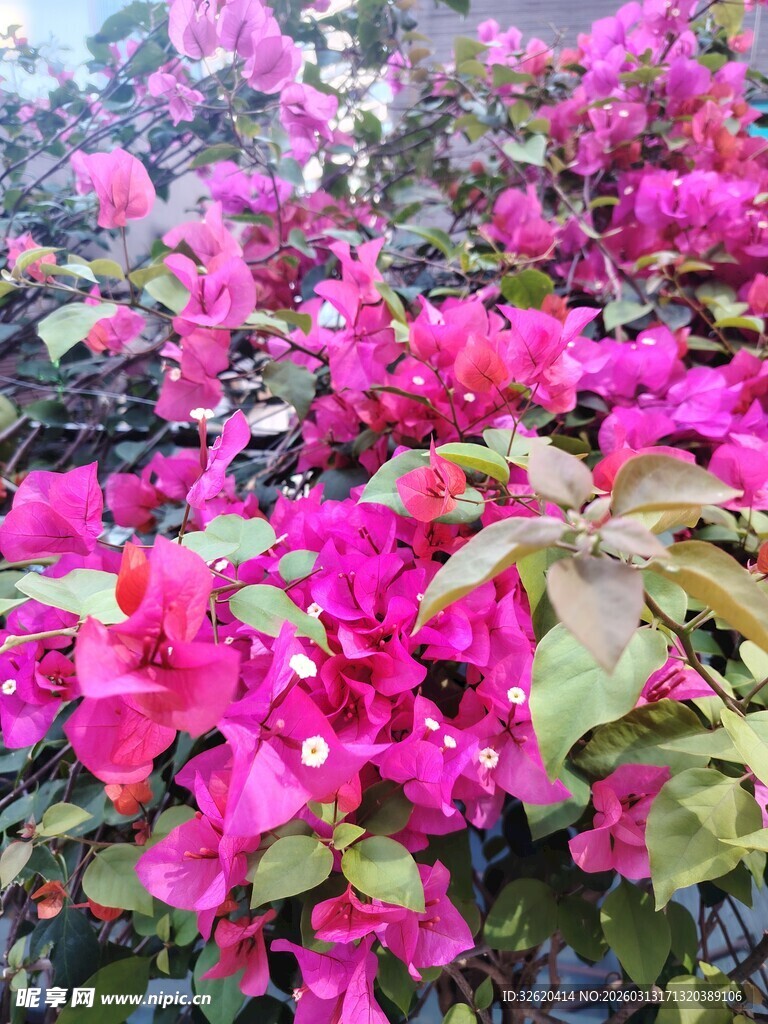 艳丽三角梅绽放