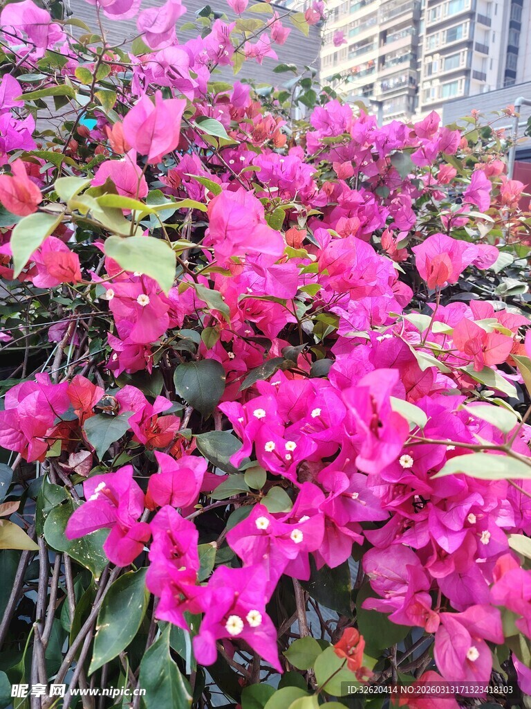 艳丽三角梅绽放