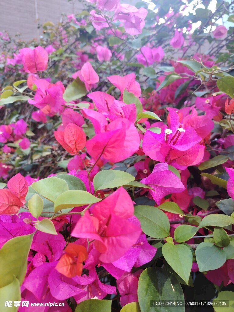 艳丽三角梅绽放