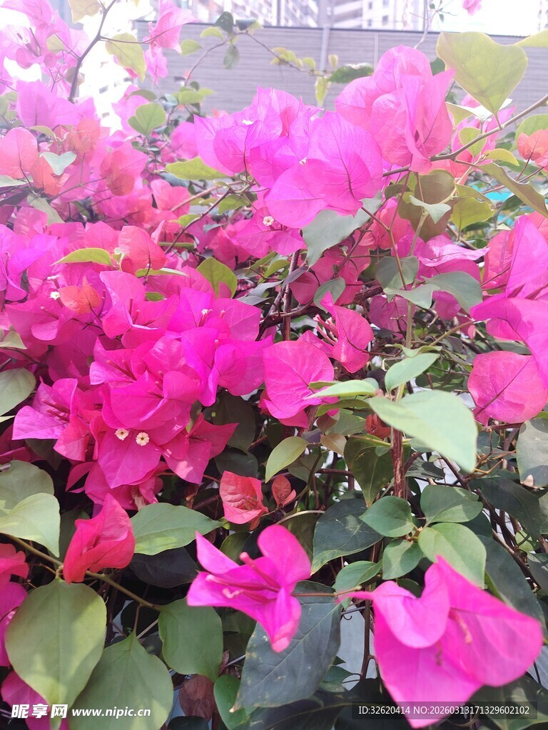 艳丽三角梅绽放