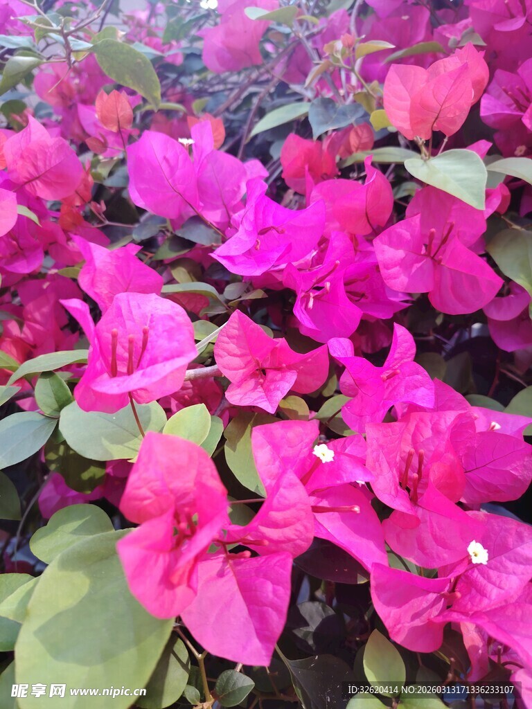 艳丽三角梅绽放