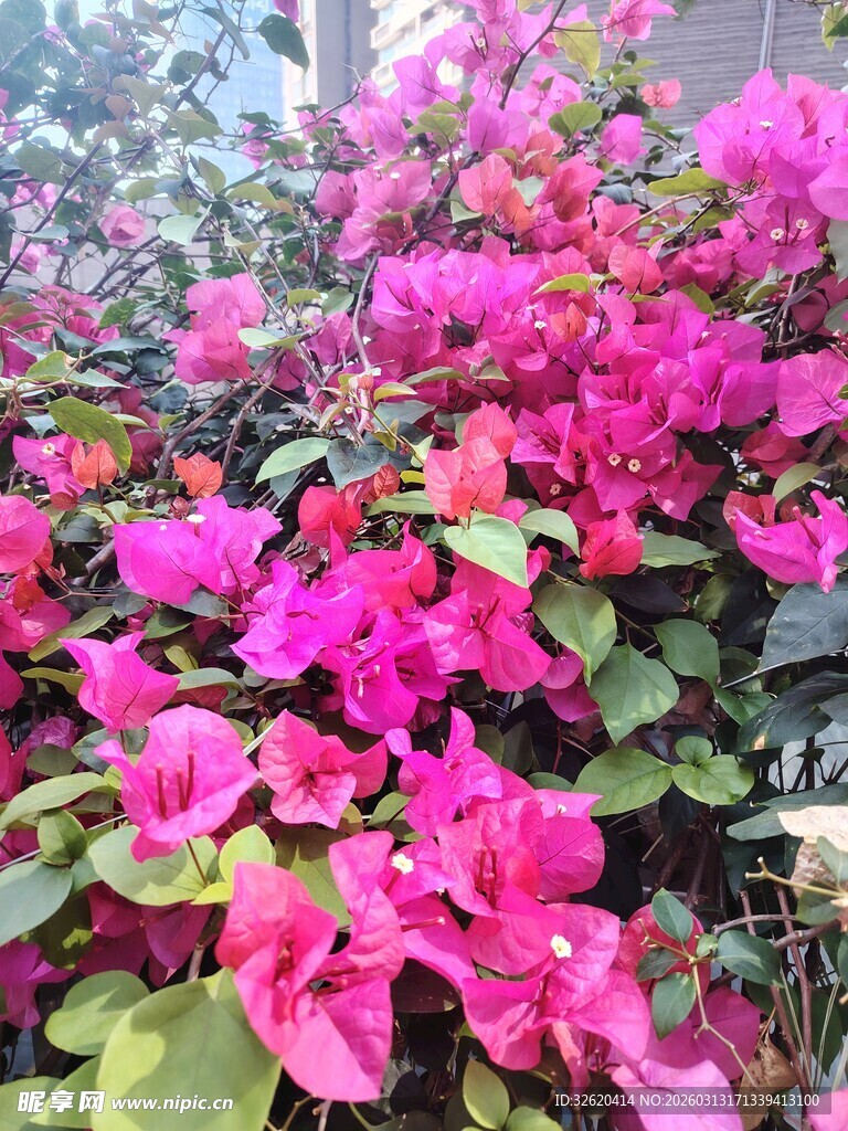 艳丽三角梅绽放