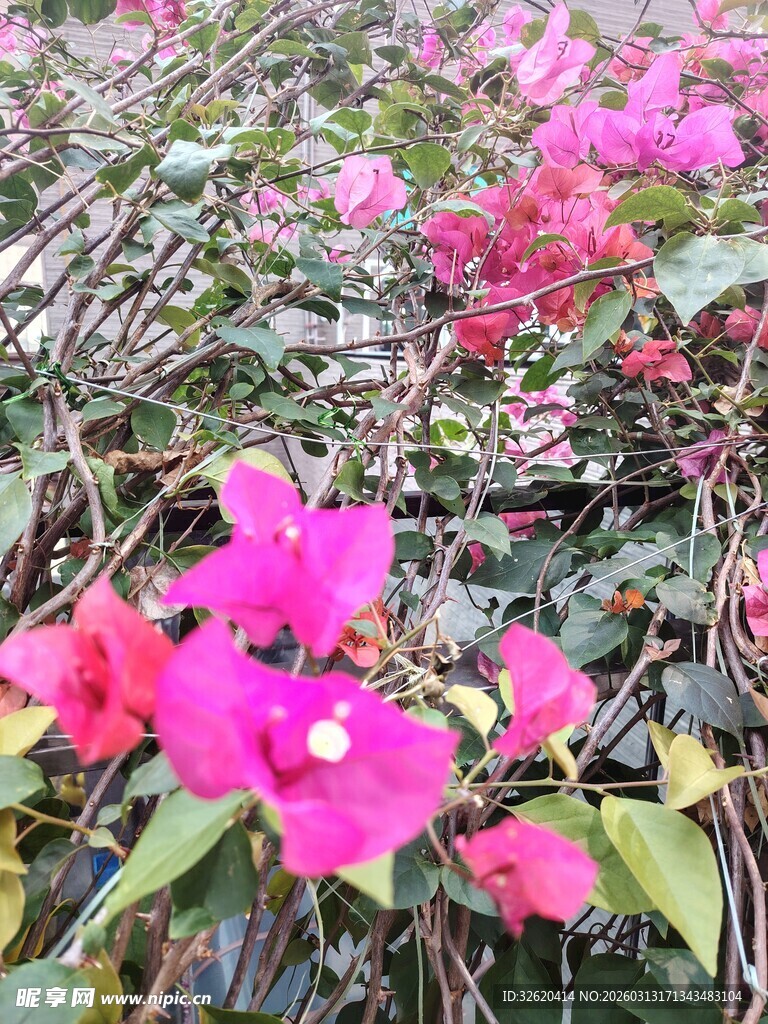 娇艳三角梅绽放