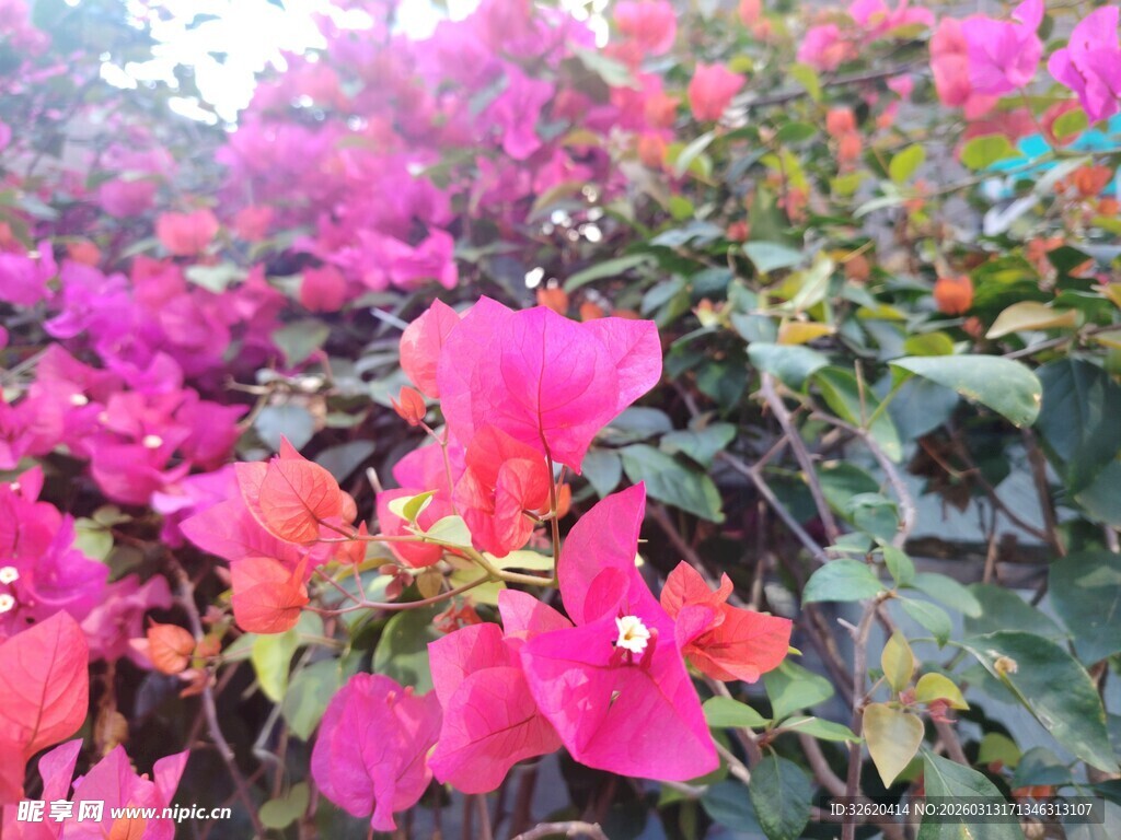 艳丽三角梅绽放