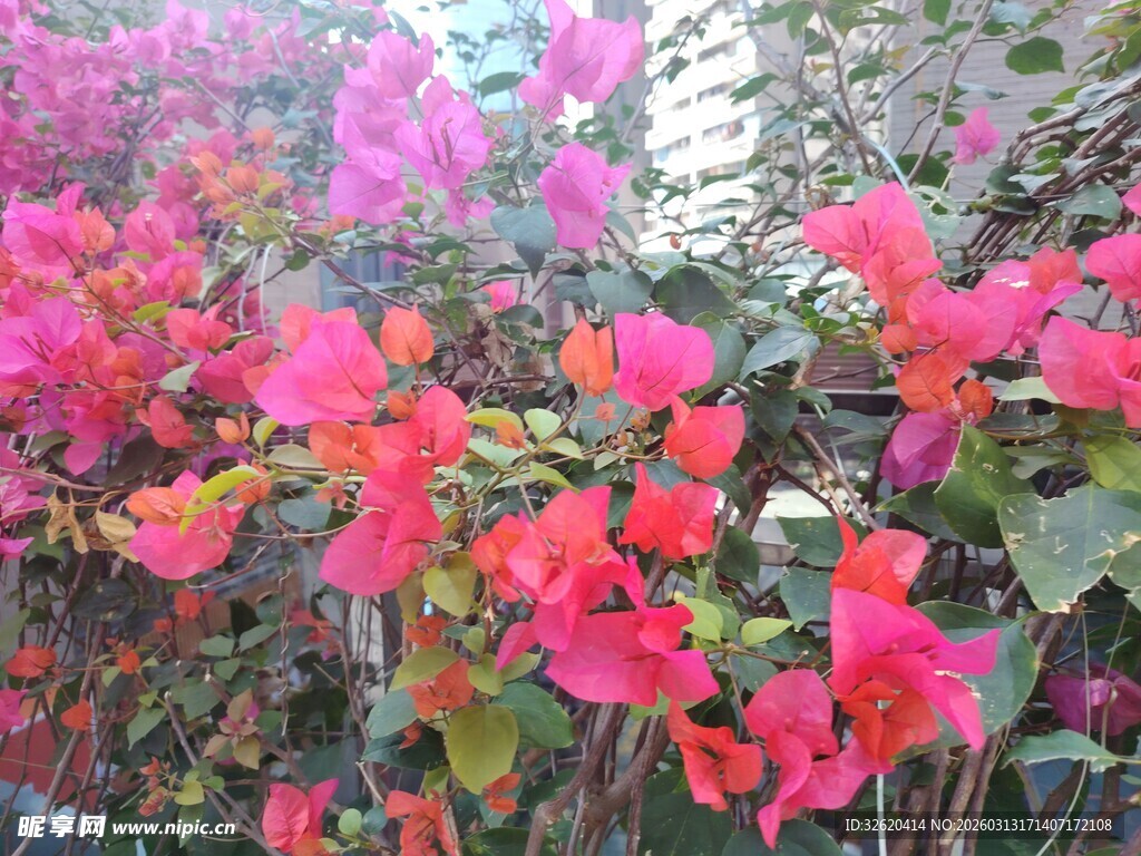 艳丽三角梅绽放