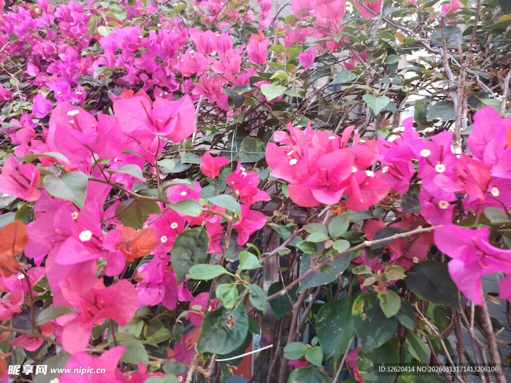 艳丽三角梅绽放景观