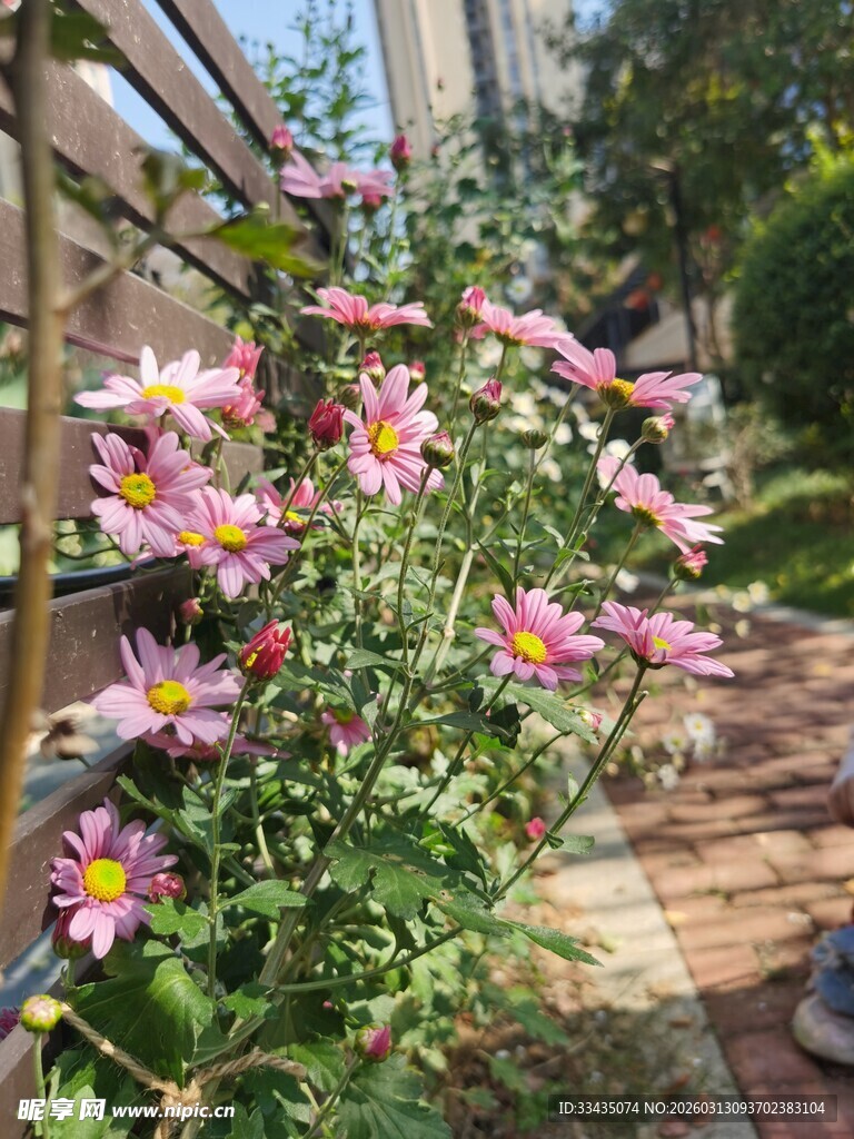 庭院中绽放的多彩菊花