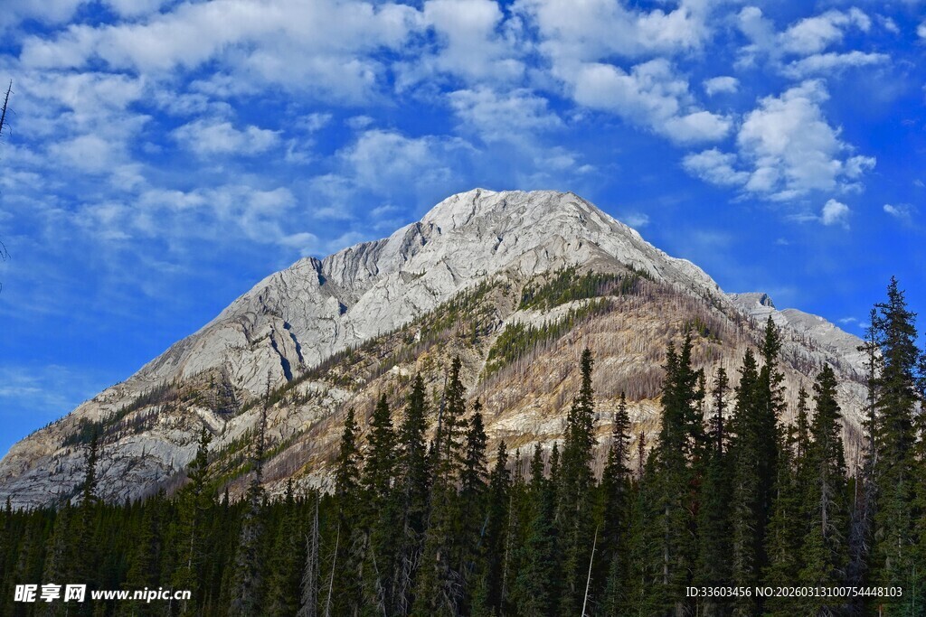 巍峨雪山下的葱郁森林