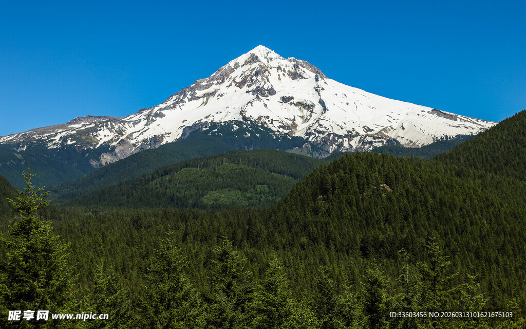 雪山下的茂密森林景观