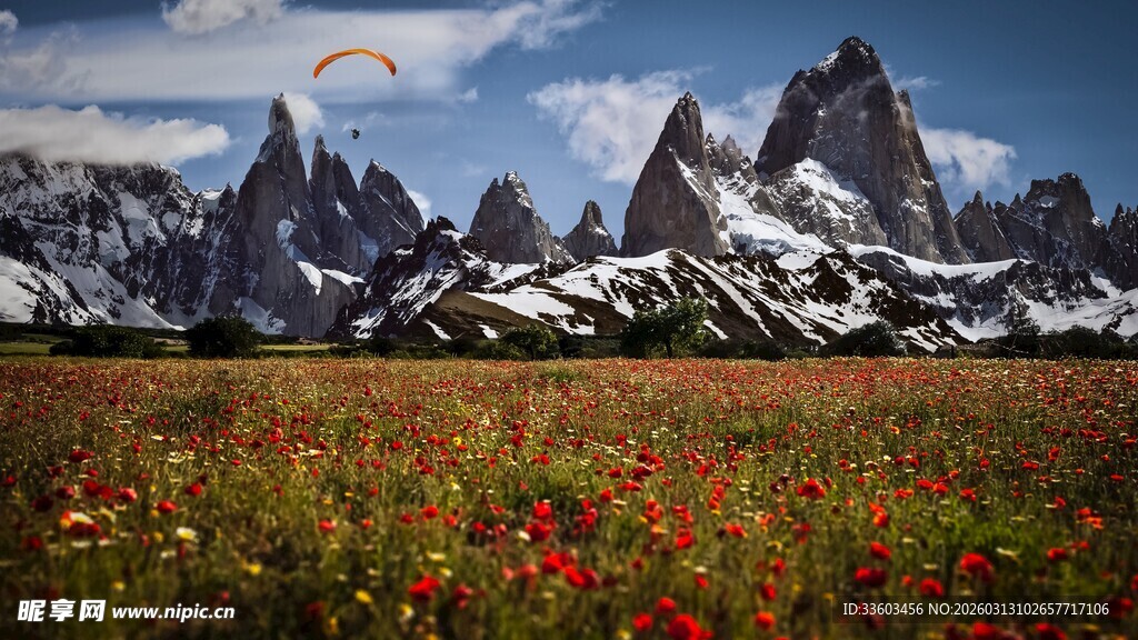花海映雪山的壮美风光