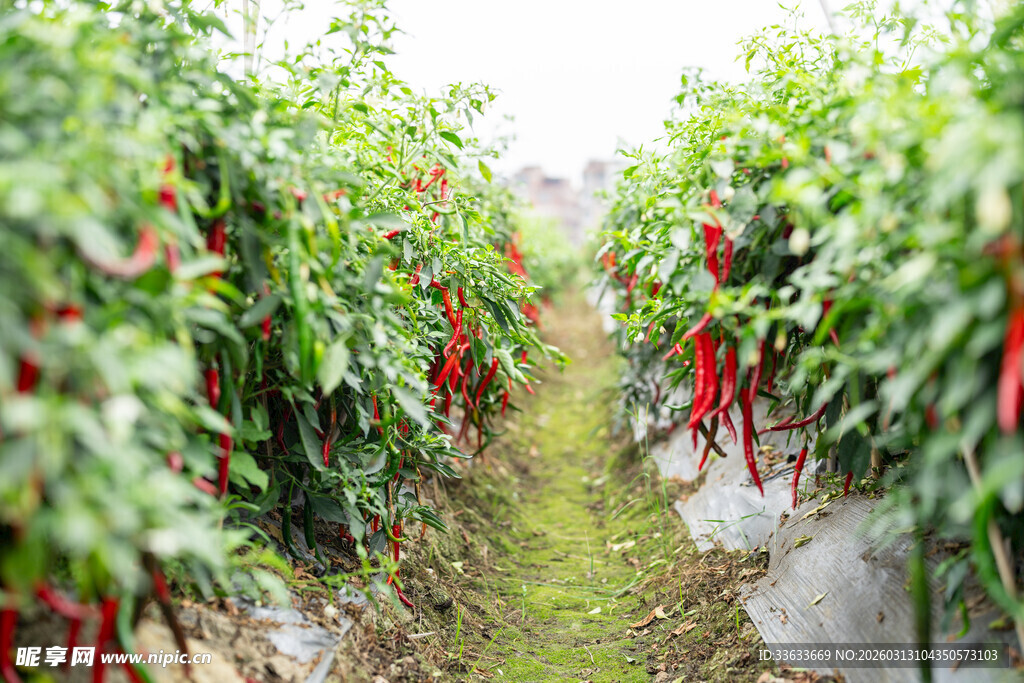 辣椒种植园中的繁茂景象