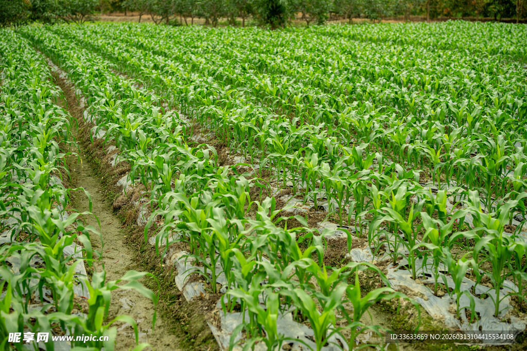整齐的绿色玉米地