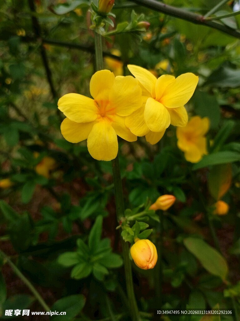 绽放的黄色迎春花