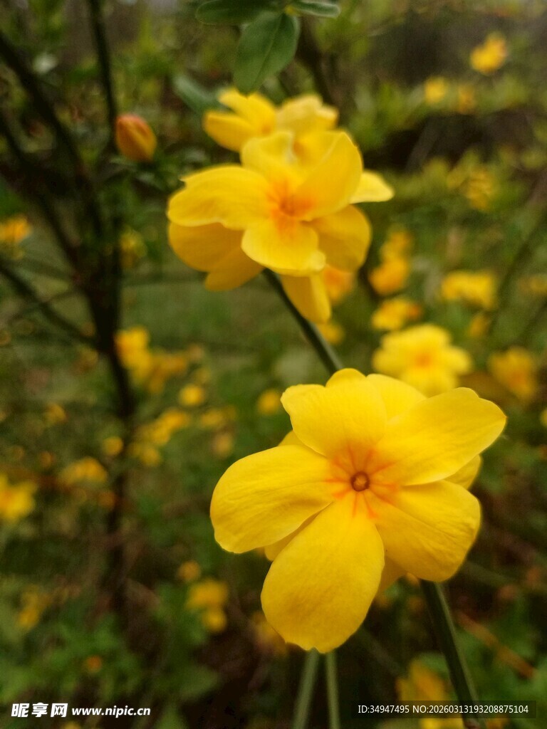 绽放的黄色小花