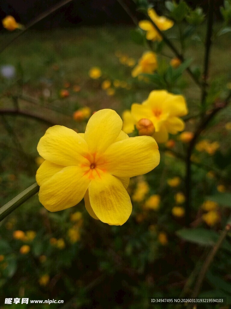绽放的黄色迎春花