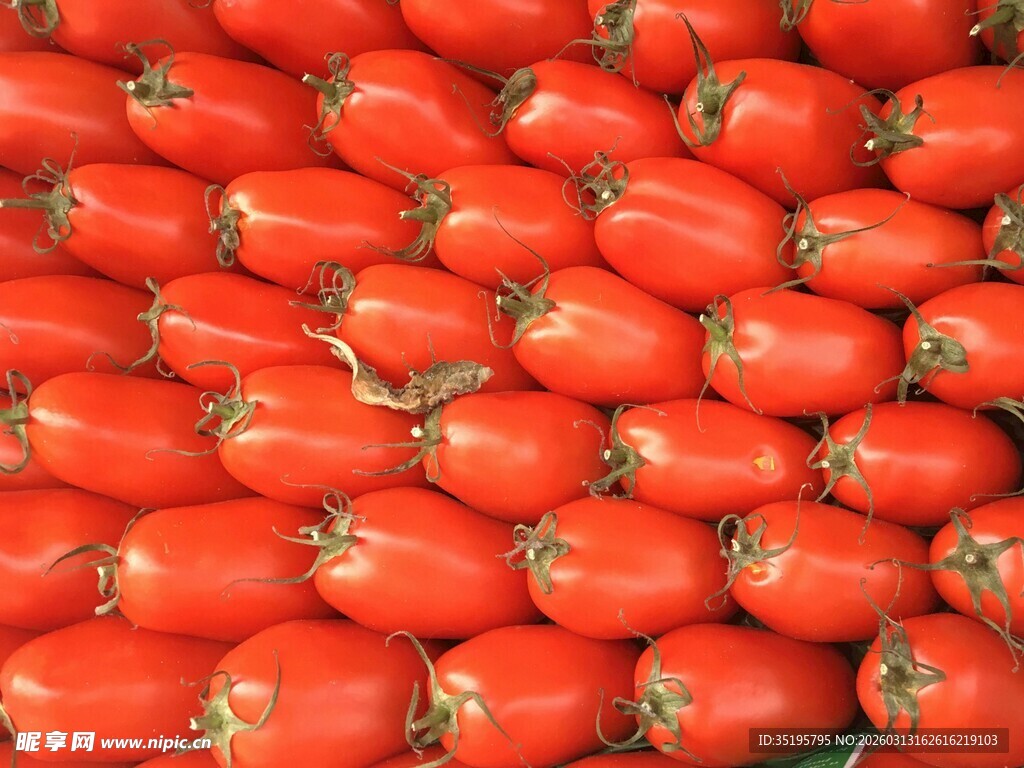 饱满红番茄整齐排列