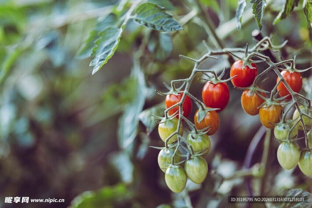 枝头的多彩小番茄