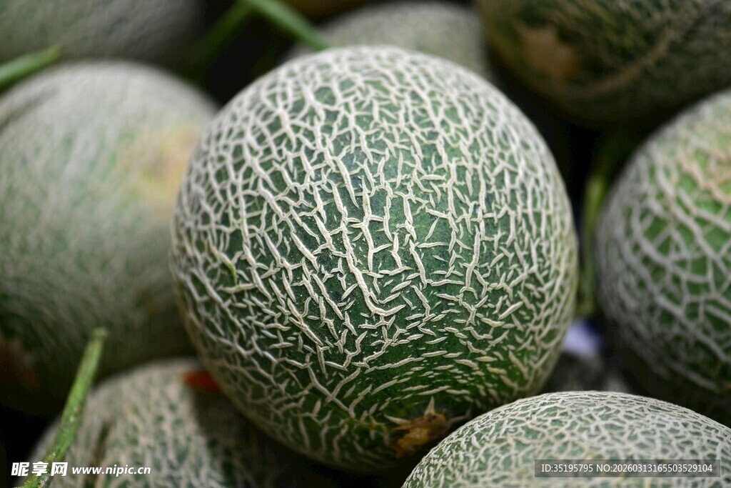 一堆纹路清晰的新鲜甜瓜