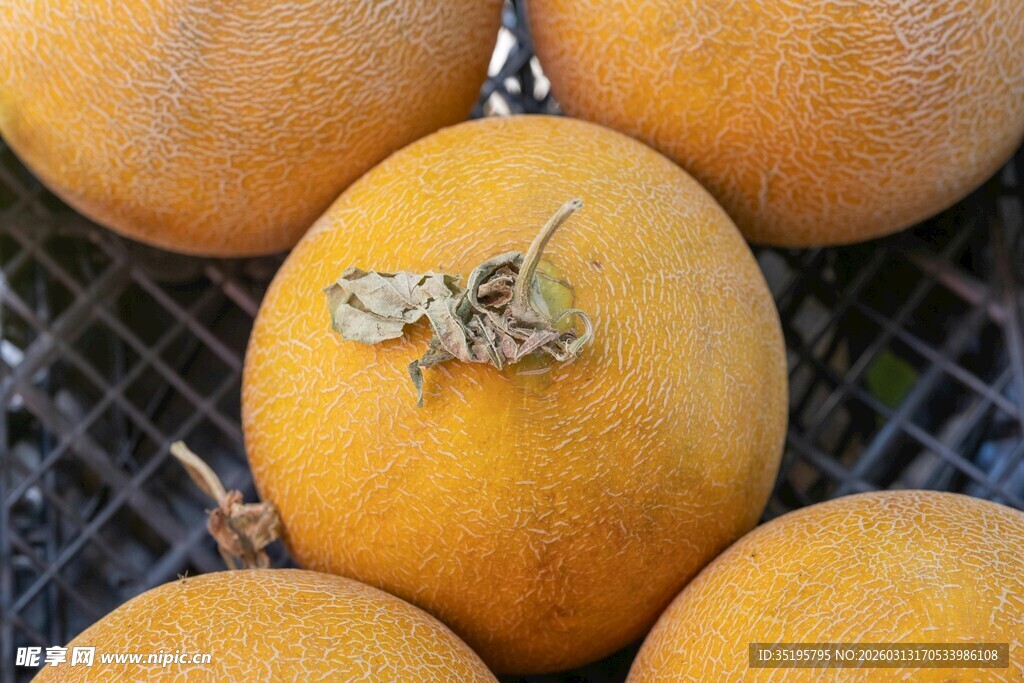 金黄甜瓜上的小昆虫