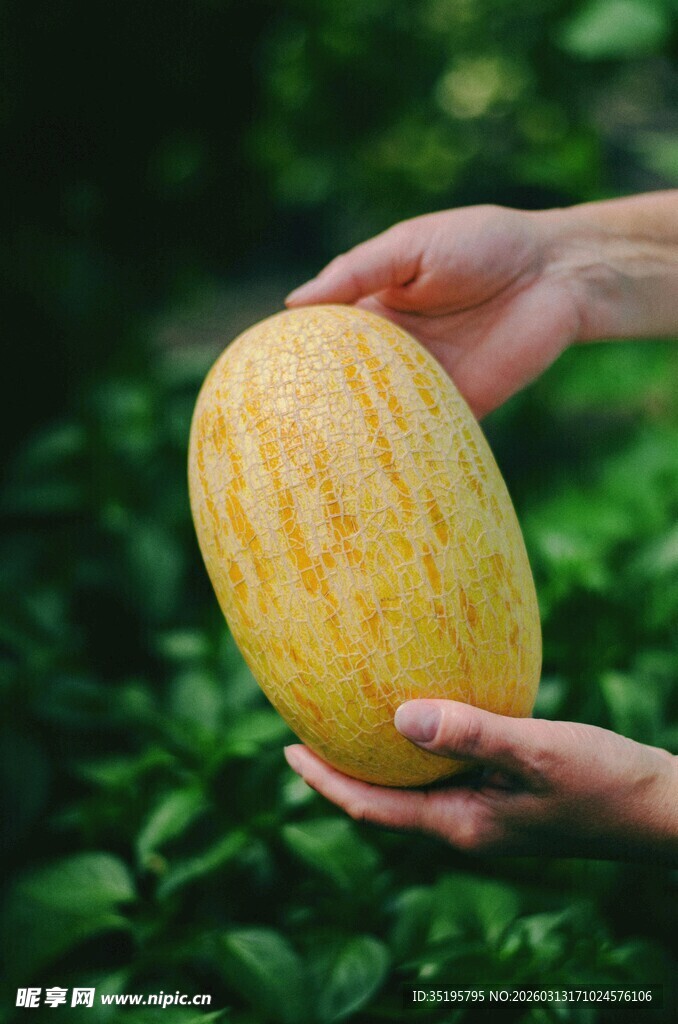 双手捧持的金黄甜瓜