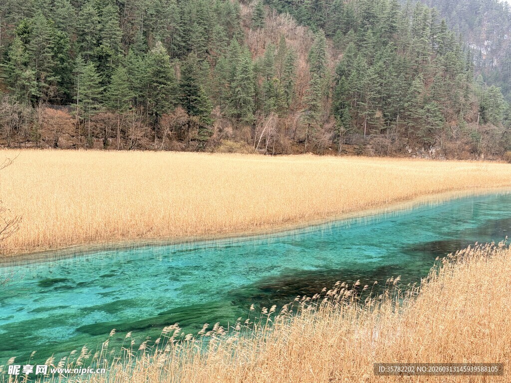 九寨沟 芦苇海