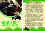 龟类物种介绍 乌龟饲养新手知识