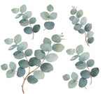 J水彩风桉树叶 尤加利叶