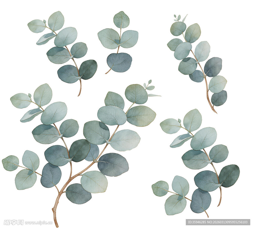 J水彩风桉树叶 尤加利叶