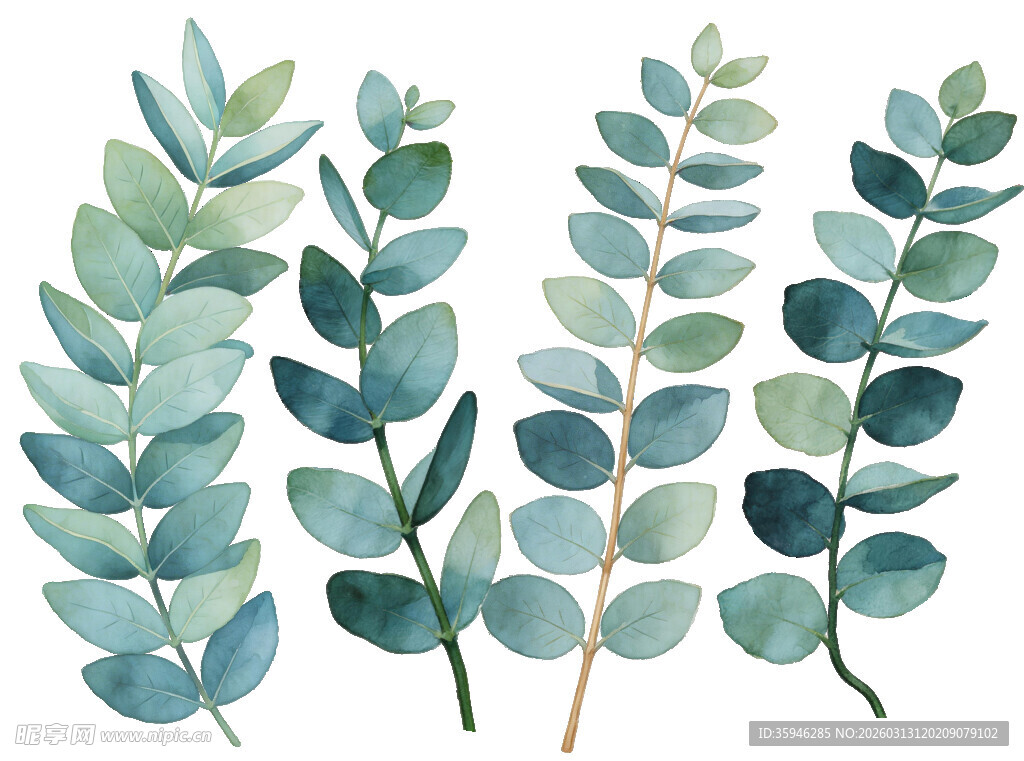 J水彩风桉树叶插画