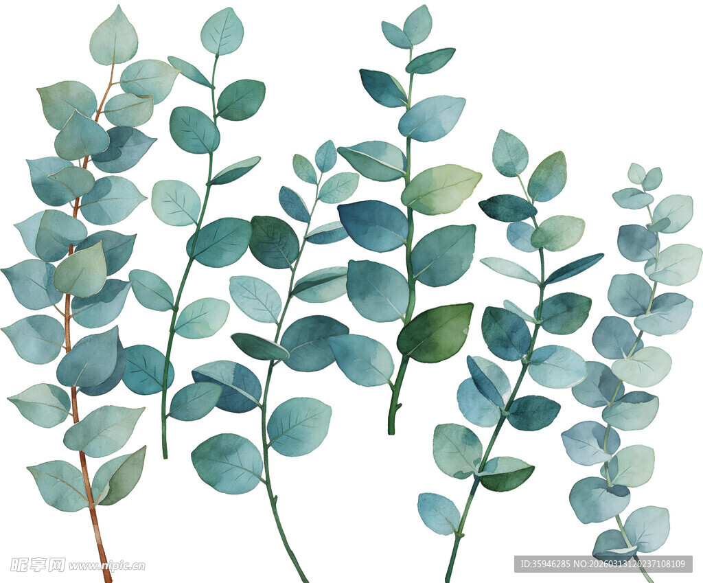 J清新蓝绿色桉树叶插画