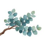 J蓝绿色桉树枝叶插画