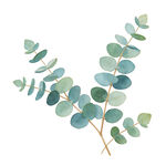 J清新水彩风尤加利叶插画