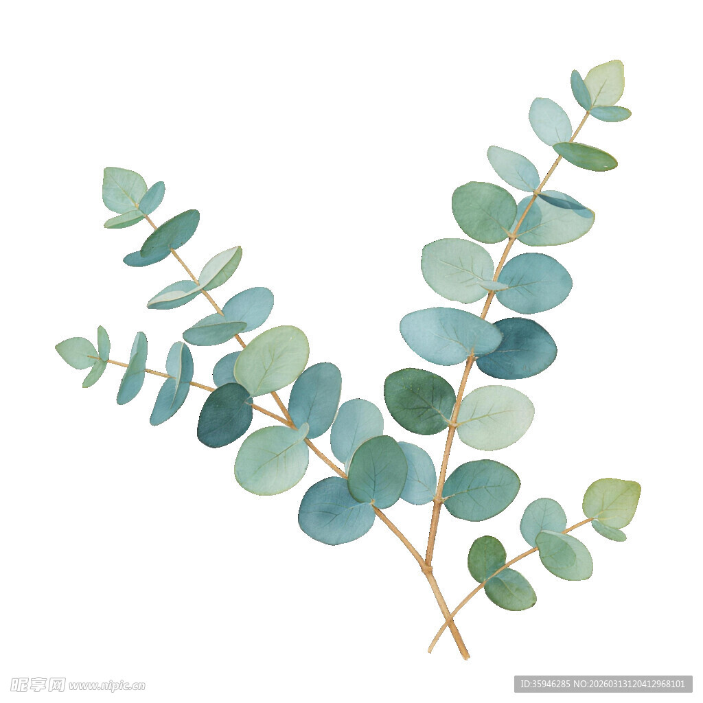 J清新水彩风尤加利叶插画