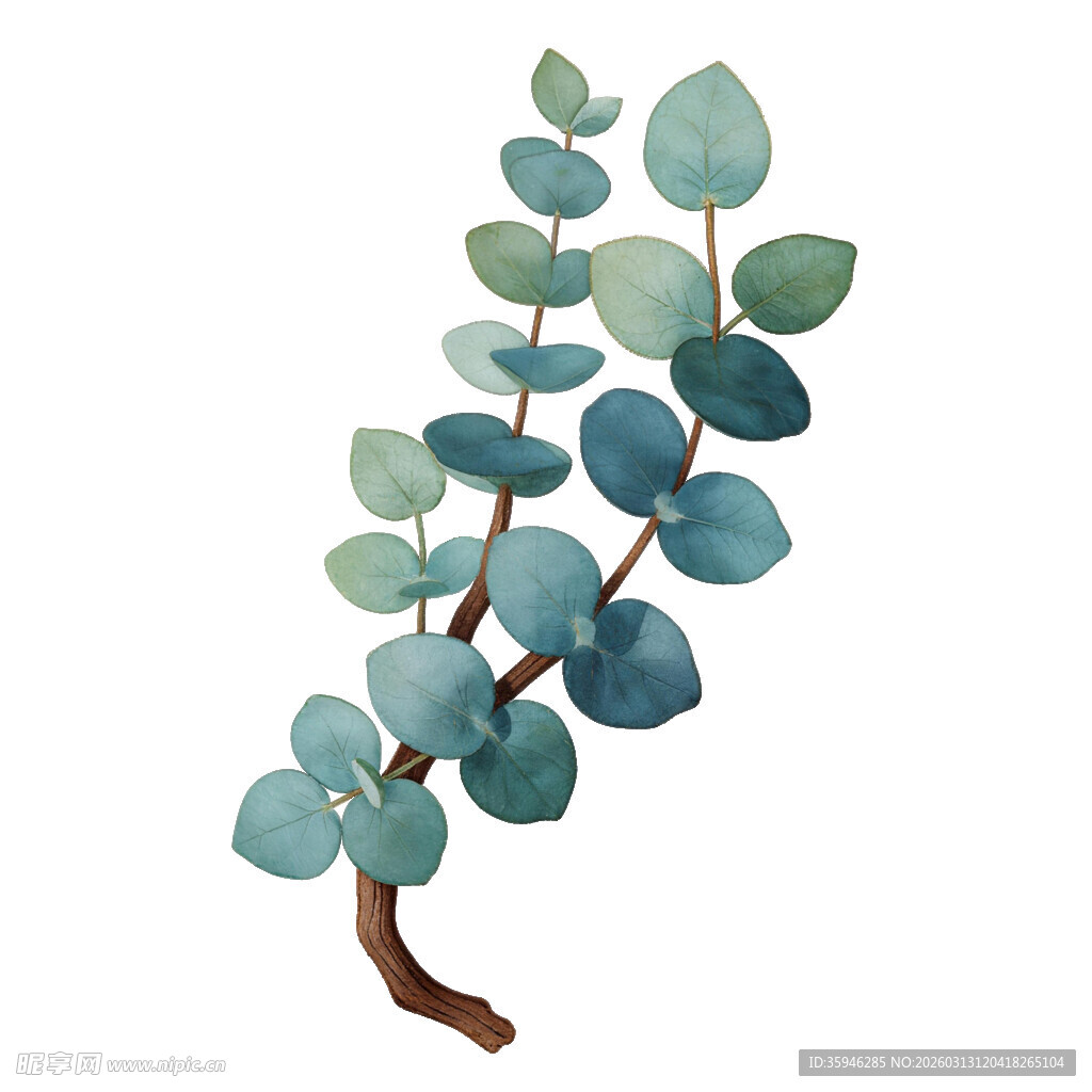  J尤加利叶 蓝绿色桉树枝插画