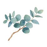 J水彩风桉树叶  尤加利叶