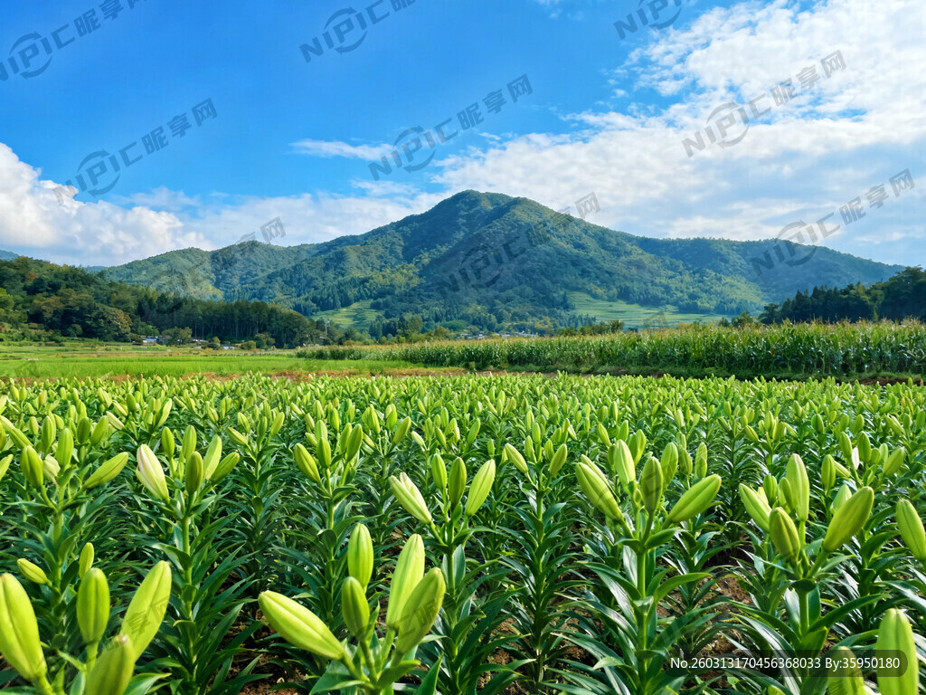 远处是青山绿水 百合绿油油一片