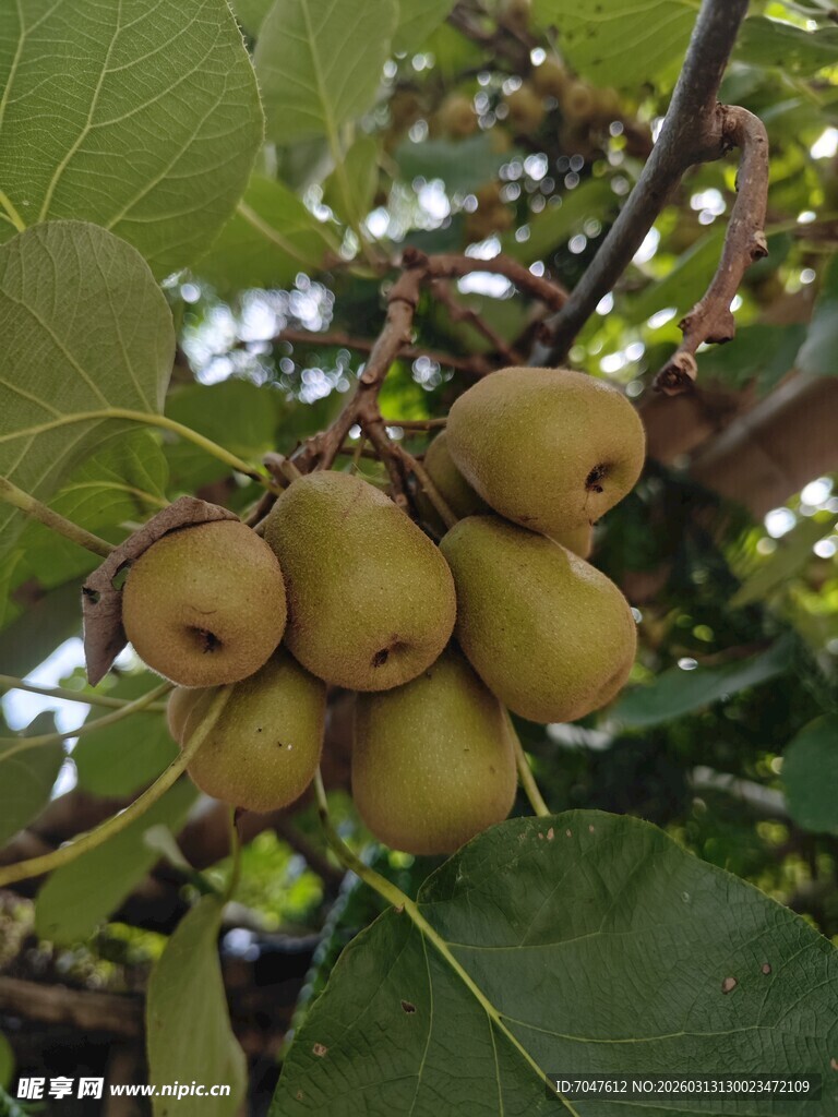 枝头饱满的猕猴桃果实