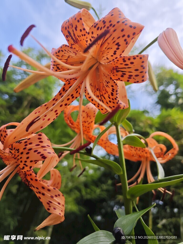 美丽卷丹百合花绽放