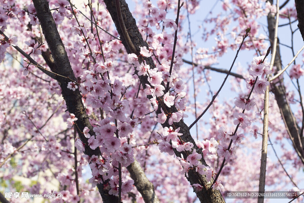 烂漫盛开的粉色美人梅