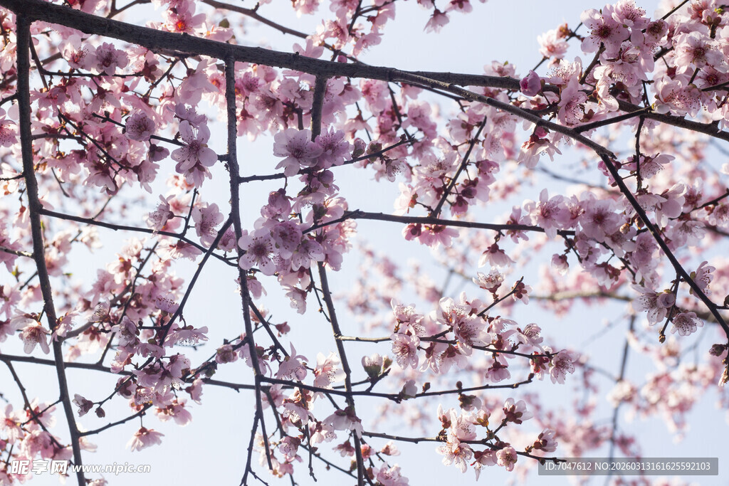 枝头绽放的烂漫美人梅