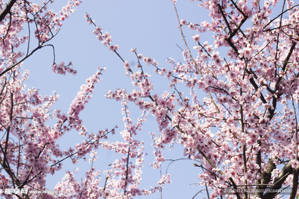 春日盛开的烂漫粉色美人梅
