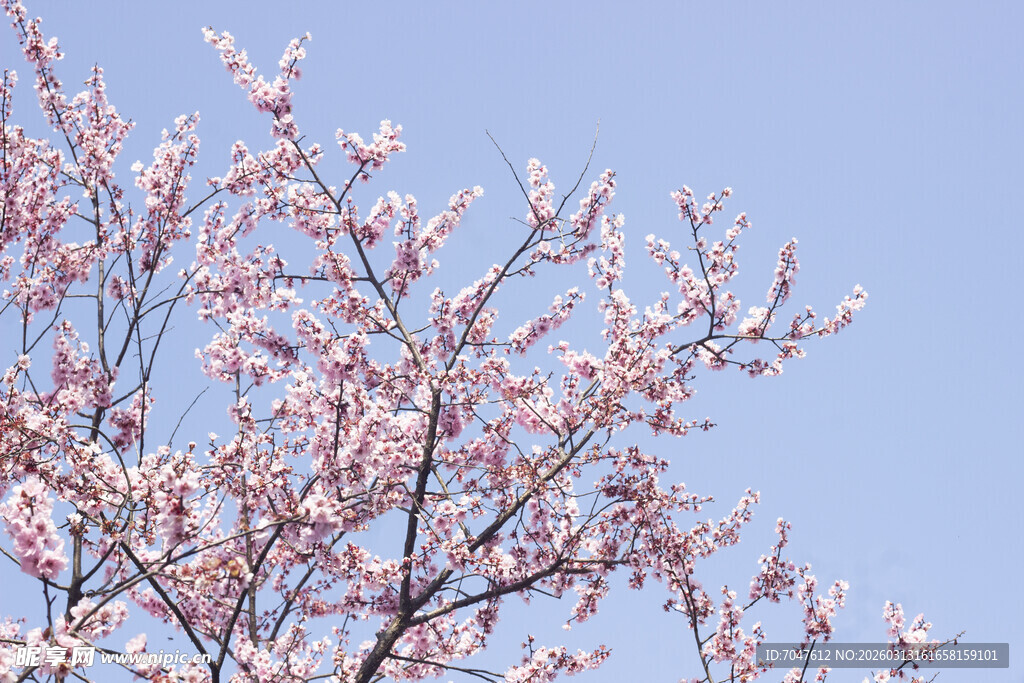 枝头绽放的美人梅